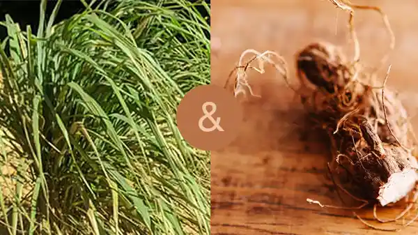 Amazongrass e Priprioca